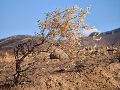 Photographie d'art de Nicolas Claris — Nature Morte — arbre, arbuste, beige