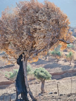 Photographie d'art de Nicolas Claris — Nature Morte — arbre, brûlé, campagne
