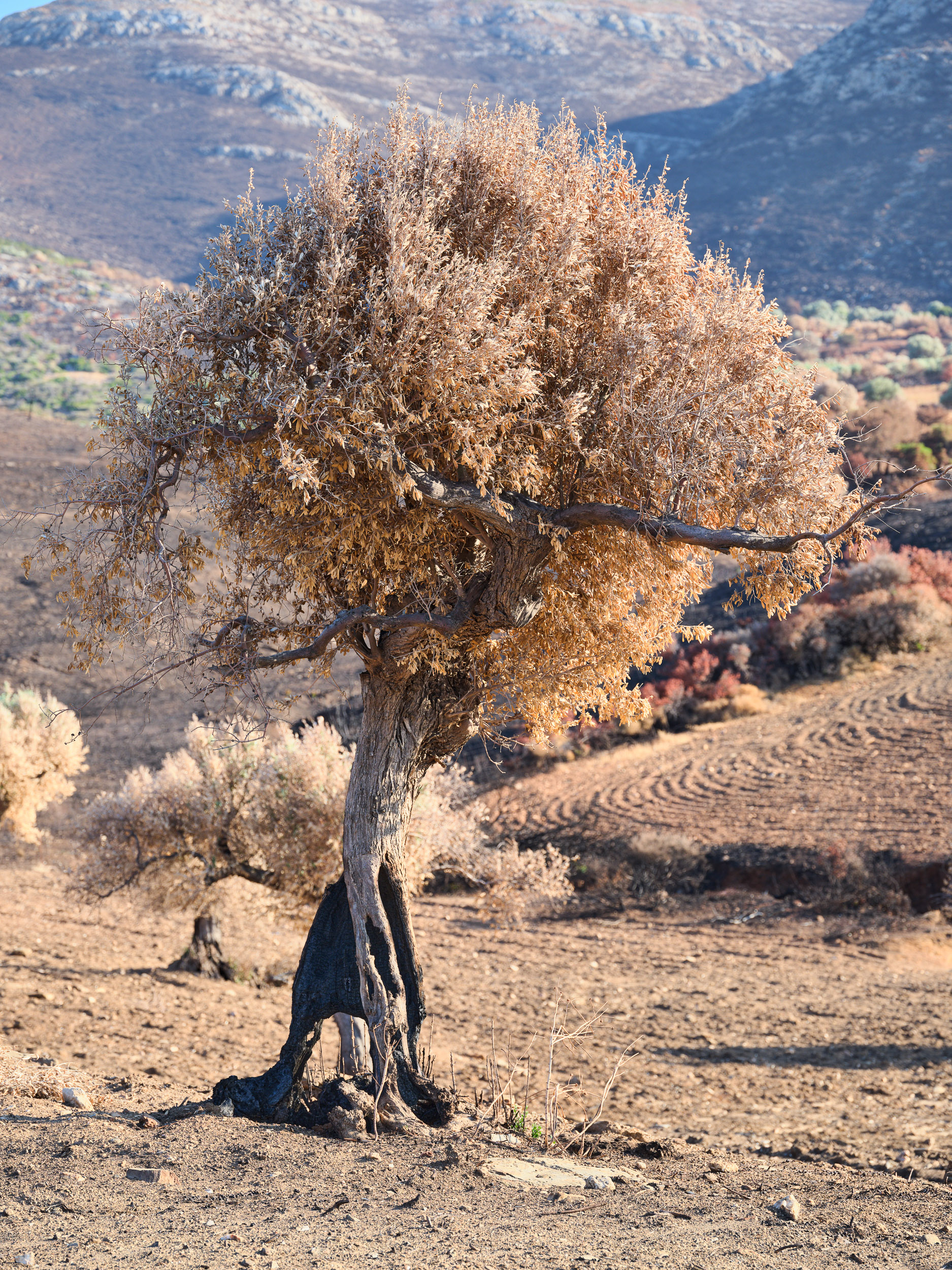 Photographie d'art de Nicolas Claris — Un Peu De Rouge Pourtant, Nature