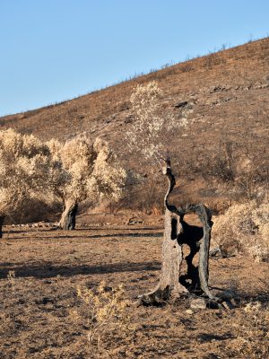 Photographie d'art de Nicolas Claris — Nature Morte — arbre, bois, brûlé
