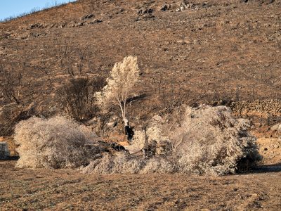 Photographie d'art de Nicolas Claris — Nature Morte — arbre, cendre, brûlé