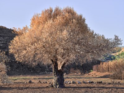 Photographie d'art de Nicolas Claris — Nature Morte — arbre, brûlé, ciel