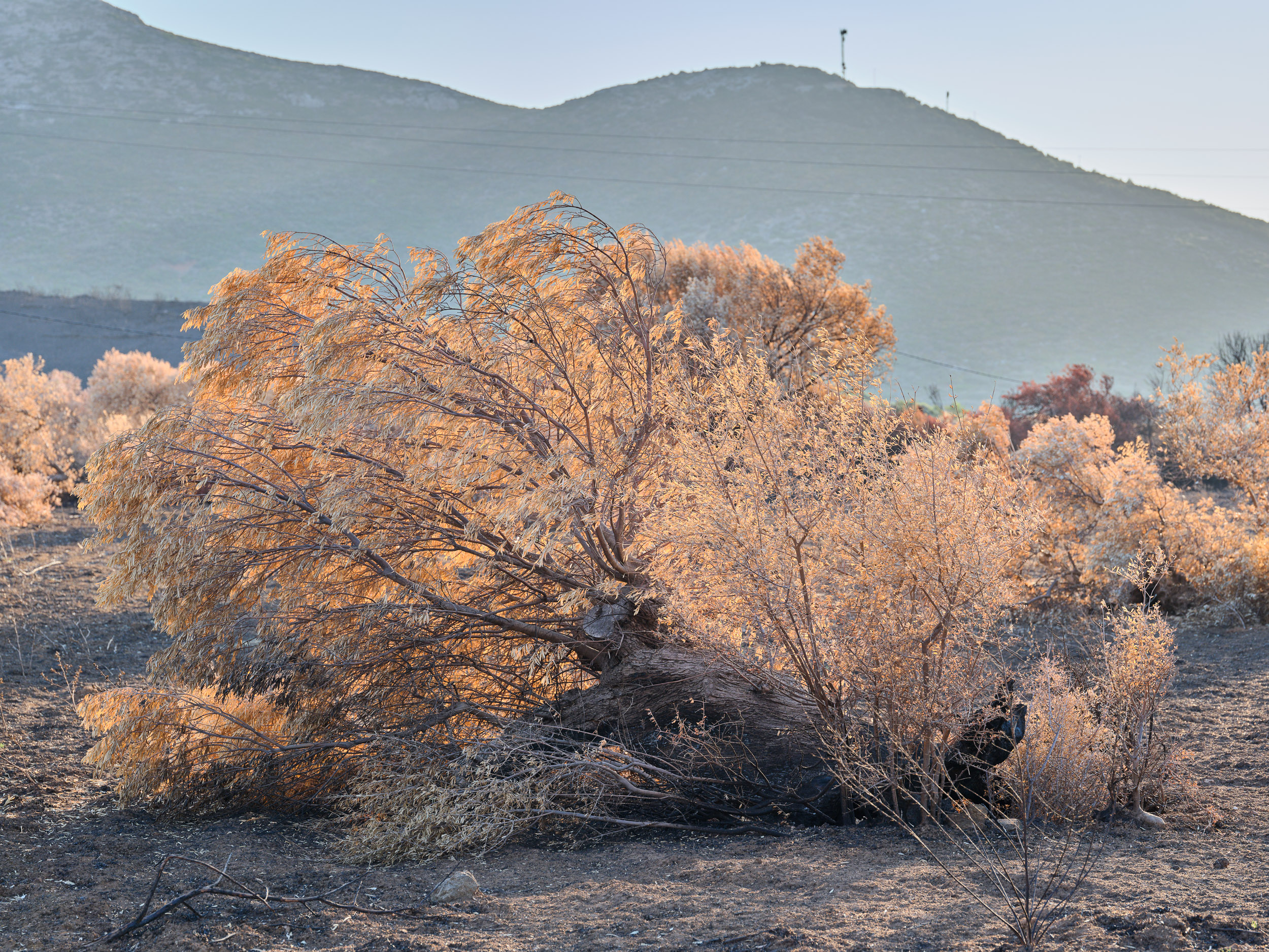 Photographie d'art de Nicolas Claris — Un Peu De Rouge Pourtant, Nature