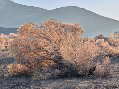 Photographie d'art de Nicolas Claris — Nature Morte — arbre, beige, brûlé