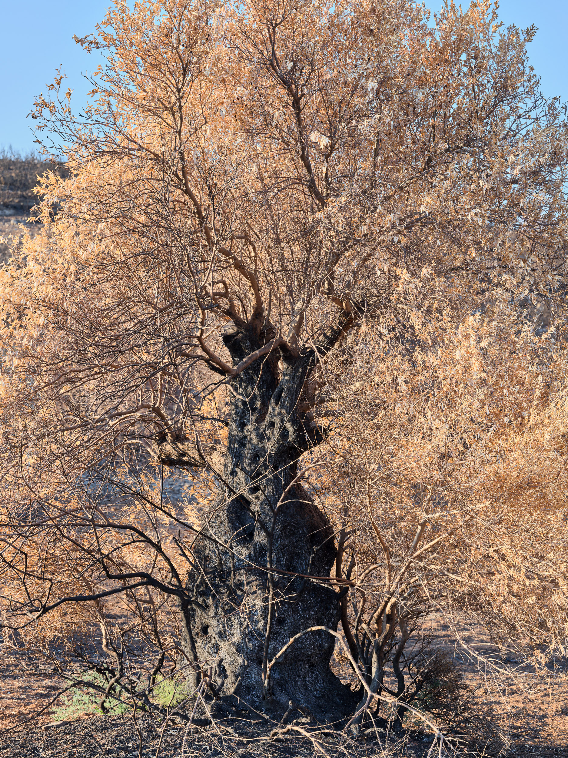 Photographie d'art de Nicolas Claris — Un Peu De Rouge Pourtant, Nature