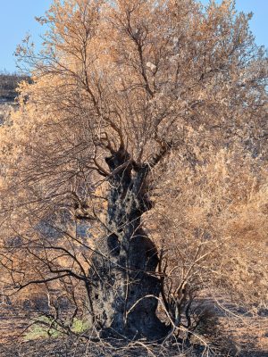Photographie d'art de Nicolas Claris — Nature Morte — arbre, bois, brûlé