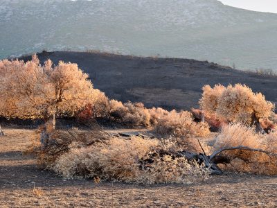 Photographie d'art de Nicolas Claris — Nature Morte — arbre, brûlé, colline