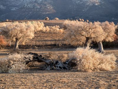 Photographie d'art de Nicolas Claris — Nature Morte — arbre, beige, bois