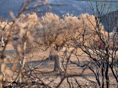 Photographie d'art de Nicolas Claris — Nature Morte — arbre, beige, branche