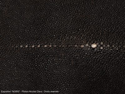 Photographie d'art de Nicolas Claris — Noirs — galuchat, peau, raie