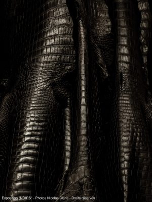 Photographie d'art de Nicolas Claris — Noirs — animal, brillant, crocodile