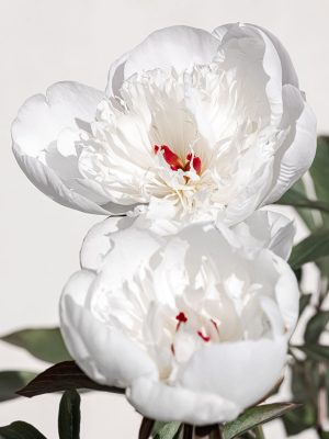 Photographie d'art de Nicolas Claris — Un Peu De Rouge Pourtant — pivoine, fleur, blanc