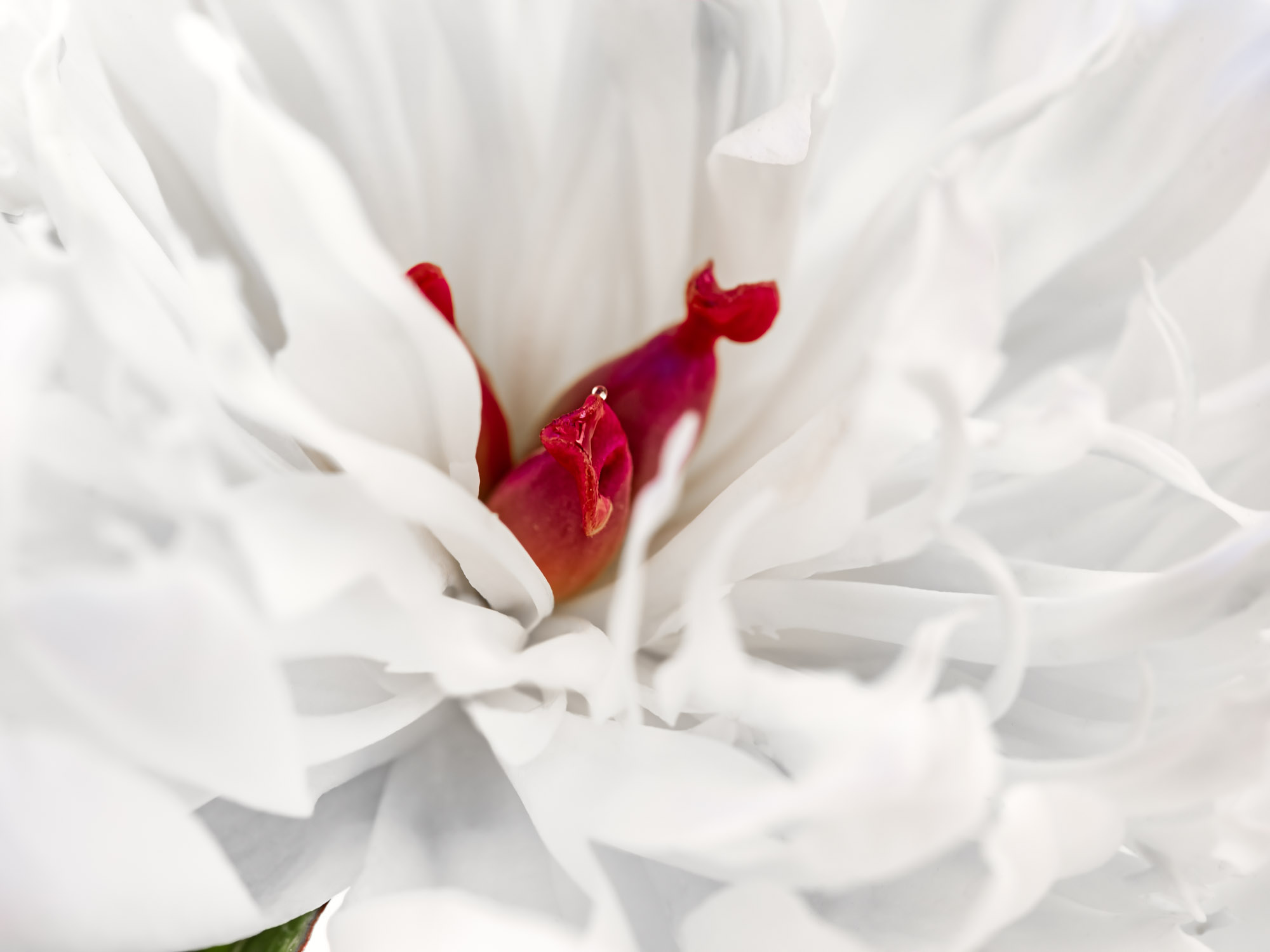 Photographie d'art de Nicolas Claris — Un Peu De Rouge Pourtant, Unpeuderouge