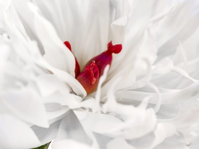 Photographie d'art de Nicolas Claris — Un Peu De Rouge Pourtant — fleur, pivoine, pétale
