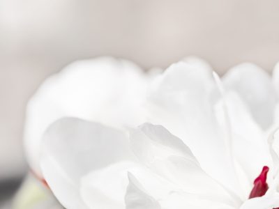 Photographie d'art de Nicolas Claris — Un Peu De Rouge Pourtant — fleur, pétale, blanc