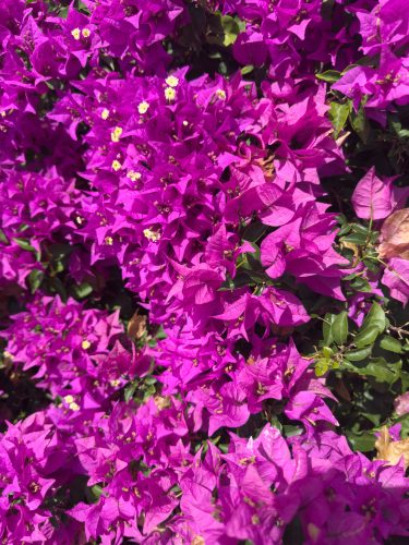 Photographie d'art de Nicolas Claris — Phoneries — bougainvillier, fleurs, magenta