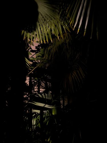 Photographie d'art de Nicolas Claris — Phoneries — palmier, feuille, plante