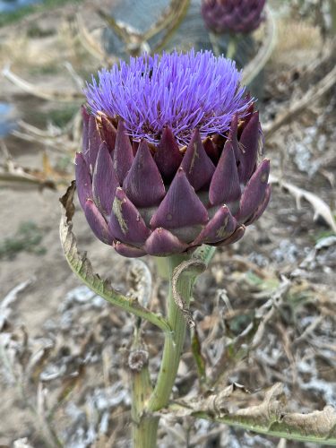 Photographie d'art de Nicolas Claris — Phoneries — artichaut, fleur, violet