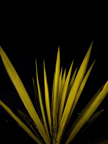 Photographie d'art de Nicolas Claris — Phoneries — plante, feuille, pointues
