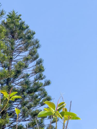 Photographie d'art de Nicolas Claris — Phoneries — aiguilles, arbre, bleu