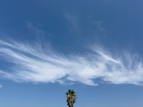 Photographie d'art de Nicolas Claris — Phoneries — arbre, blanc, bleu