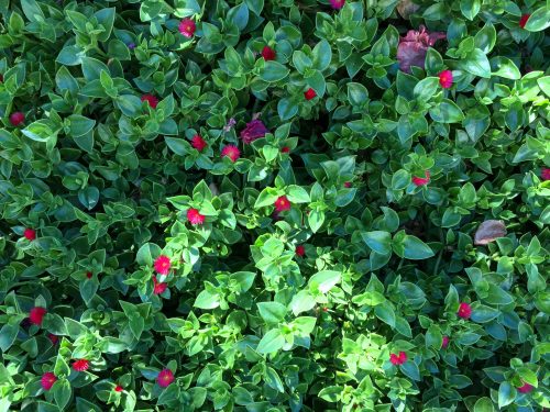 Photographie d'art de Nicolas Claris — Phoneries — aptenia, feuille, fleurs