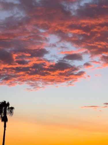 Photographie d'art de Nicolas Claris — Phoneries — ciel, nuage, palmier