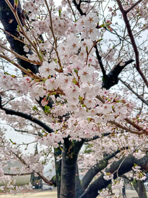 Photographie d'art de Nicolas Claris — Paysages marins, Japon 02 img 2310