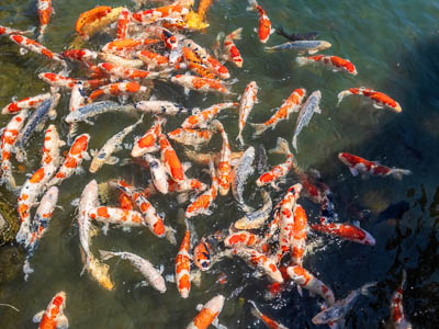 Photographie d'art de Nicolas Claris — Paysages marins, Japon 08 img 2724