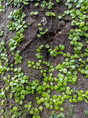 Photographie d'art de Nicolas Claris — Paysages marins, Japon 09 img 2811