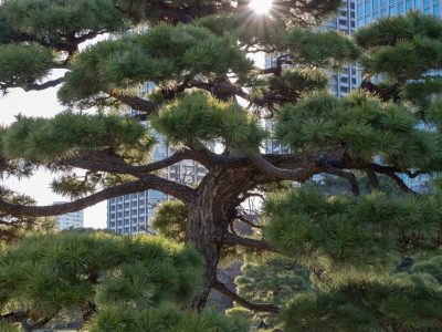 Photographie d'art de Nicolas Claris — Paysages marins, Japon rues nck6923