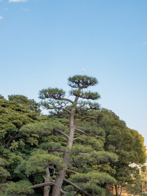 Photographie d'art de Nicolas Claris — Paysages marins, Japon rues nck6952